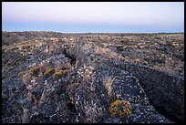 Flowers on Wapi Flow lava. Craters of the Moon National Monument and Preserve, Idaho, USA ( color)