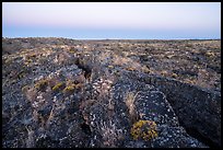 Flowers on Wapi Flow lava. Craters of the Moon National Monument and Preserve, Idaho, USA ( color)