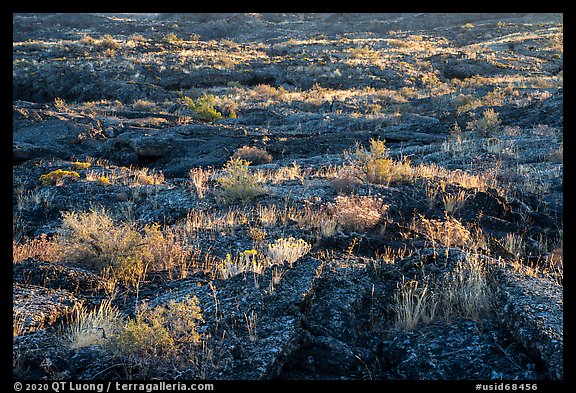 Vegetation taking root on Wapi Flow lava. Craters of the Moon National Monument and Preserve, Idaho, USA (color)