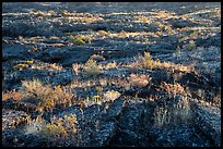 Vegetation taking root on Wapi Flow lava. Craters of the Moon National Monument and Preserve, Idaho, USA ( color)
