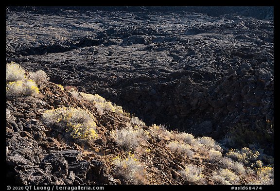 Rabbitbrush in bloom and lava lake, Pilar Butte. Craters of the Moon National Monument and Preserve, Idaho, USA (color)