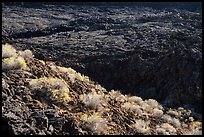Rabbitbrush in bloom and lava lake, Pilar Butte. Craters of the Moon National Monument and Preserve, Idaho, USA ( color)