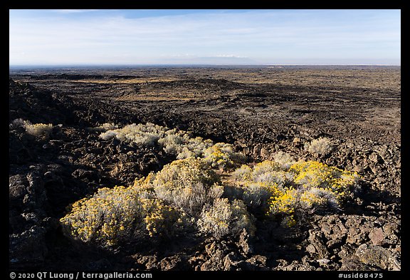 Rabbitbrush in bloom and Wapi Flow. Craters of the Moon National Monument and Preserve, Idaho, USA (color)