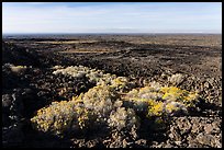 Rabbitbrush in bloom and Wapi Flow. Craters of the Moon National Monument and Preserve, Idaho, USA ( color)