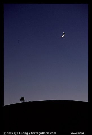 Tree on cinder cone curve, crescent moon. Craters of the Moon National Monument and Preserve, Idaho, USA