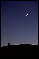 Tree on cinder cone curve, crescent moon. Craters of the Moon National Monument and Preserve, Idaho, USA