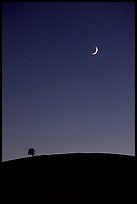 Tree on cinder cone curve, crescent moon, Craters of the Moon National Monument. Idaho, USA (color)