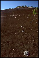 Shrubs growing in cinder, Craters of the Moon National Monument. Idaho, USA (color)