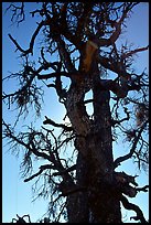 Backlit tree skeleton. Craters of the Moon National Monument and Preserve, Idaho, USA