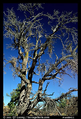 Dead tree, Craters of the Moon National Monument. Idaho, USA