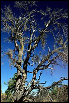 Tree skeleton. Craters of the Moon National Monument and Preserve, Idaho, USA ( color)