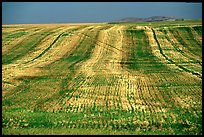 Field. Idaho, USA ( color)