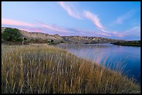 Grassy riverbank at dawn, Wood Bottom. Upper Missouri River Breaks National Monument, Montana, USA ( color)
