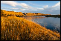 Tall grasses and cliffs at sunrise, Wood Bottom. Upper Missouri River Breaks National Monument, Montana, USA ( color)