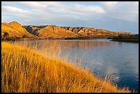 Grasses and bluffs at sunrise, Wood Bottom. Upper Missouri River Breaks National Monument, Montana, USA ( color)