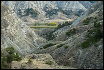 Badlands and cottonwoods in autumn foliage. Upper Missouri River Breaks National Monument, Montana, USA ( color)