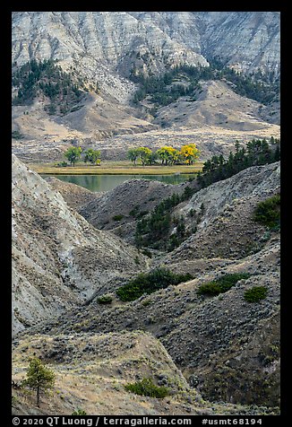 Rugged badlands and cottonwoods along river. Upper Missouri River Breaks National Monument, Montana, USA (color)