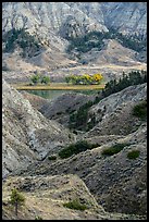 Rugged badlands and cottonwoods along river. Upper Missouri River Breaks National Monument, Montana, USA ( color)