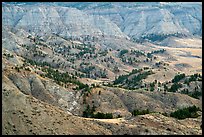 Conifers and badlands. Upper Missouri River Breaks National Monument, Montana, USA ( color)