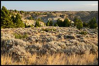 Grasses, sagebrush, and badlands. Upper Missouri River Breaks National Monument, Montana, USA ( color)