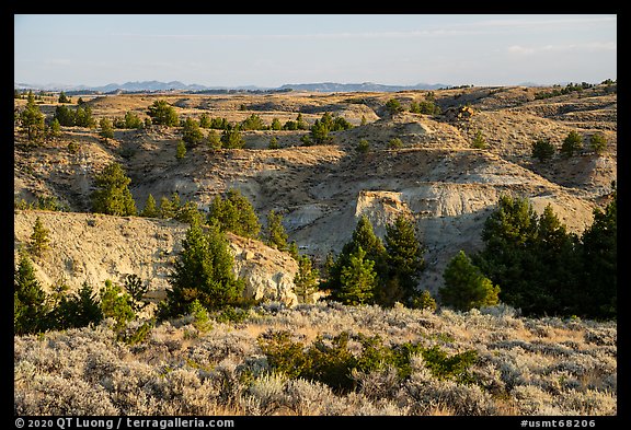 Sagebrush, conifers, and badlands. Upper Missouri River Breaks National Monument, Montana, USA (color)