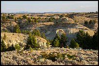 Sagebrush, conifers, and badlands. Upper Missouri River Breaks National Monument, Montana, USA ( color)