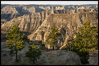 Pine trees and ridges of badlands. Upper Missouri River Breaks National Monument, Montana, USA ( color)
