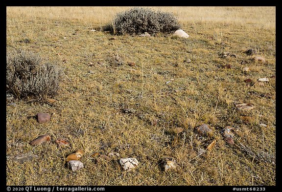 Tepee ring. Upper Missouri River Breaks National Monument, Montana, USA (color)