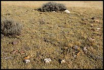 Tepee ring. Upper Missouri River Breaks National Monument, Montana, USA ( color)