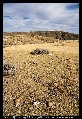 Tepee ring, Little Sandy. Upper Missouri River Breaks National Monument, Montana, USA (color)