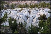 Sandstone pinnacles and pine trees. Upper Missouri River Breaks National Monument, Montana, USA ( color)