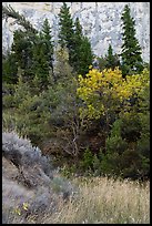 Vegetation in autumn at the base of cliff, Neat Coulee. Upper Missouri River Breaks National Monument, Montana, USA ( color)