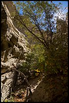 Tree in Neat Coulee slot canyon. Upper Missouri River Breaks National Monument, Montana, USA ( color)