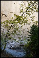 Tree and sandstone walls, Neat Coulee. Upper Missouri River Breaks National Monument, Montana, USA ( color)