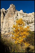 Tree in fall foliage in Neat Coulee canyon. Upper Missouri River Breaks National Monument, Montana, USA ( color)