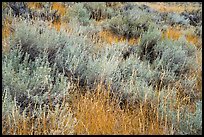 Close up of grasses and shrubs. Upper Missouri River Breaks National Monument, Montana, USA ( color)
