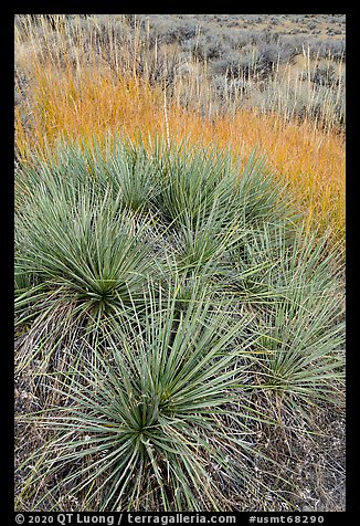 Close up of succulent plant and grasses. Upper Missouri River Breaks National Monument, Montana, USA (color)