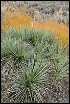 Close up of succulent plant and grasses. Upper Missouri River Breaks National Monument, Montana, USA ( color)