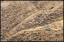 Hill ridges. Upper Missouri River Breaks National Monument, Montana, USA ( color)