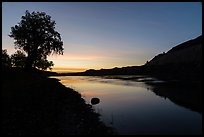 Cottonwood tree and cliffs at sunrise. Upper Missouri River Breaks National Monument, Montana, USA ( color)