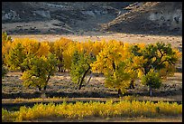 Cottonwood trees in autumn foliage. Upper Missouri River Breaks National Monument, Montana, USA ( color)