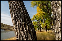 Cottonwood tree trunks. Upper Missouri River Breaks National Monument, Montana, USA ( color)