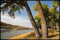 Mature cottonwood trees. Upper Missouri River Breaks National Monument, Montana, USA ( color)