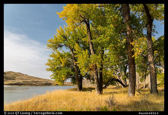 Grove of cottonwood trees in autumn. Upper Missouri River Breaks National Monument, Montana, USA (color)