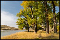 Grove of cottonwood trees in autumn. Upper Missouri River Breaks National Monument, Montana, USA ( color)