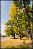 Grasses and cottonwood trees in the fall. Upper Missouri River Breaks National Monument, Montana, USA ( color)