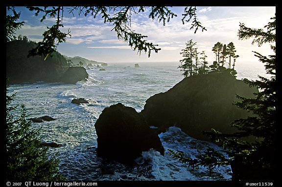 Coastline and trees, late afternoon, Samuel Boardman State Park. Oregon, USA
