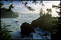 Coastline and trees, late afternoon, Samuel Boardman State Park. Oregon, USA (color)