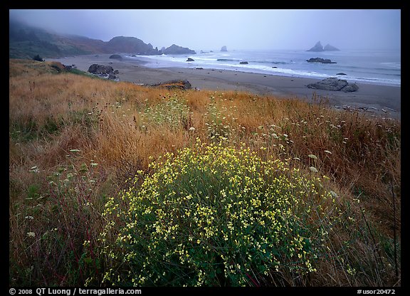 Flowers, grasses, and off-shore rocks in the fog. Oregon, USA