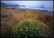 Flowers, grasses, and off-shore rocks in the fog. Oregon, USA ( color)